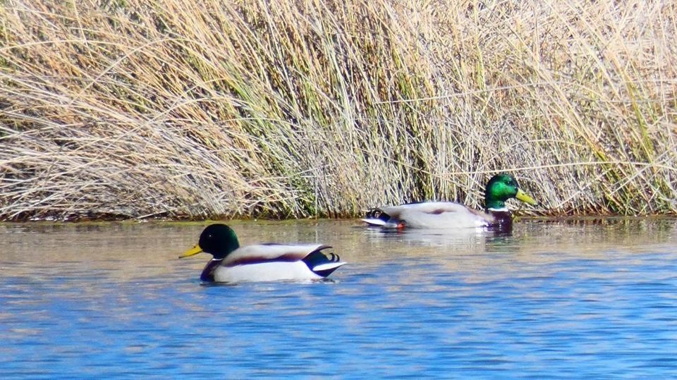 Affittacamere El Perfume Del Almendro Quintanilla del Agua Esterno foto